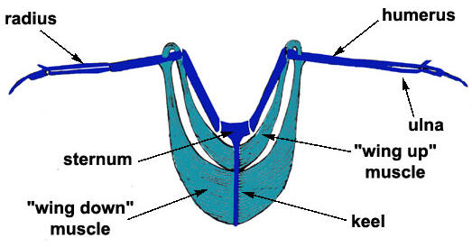 Fly featurw uzopedia